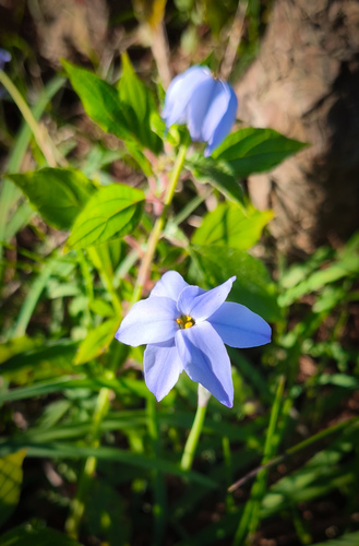 Spring starflower
