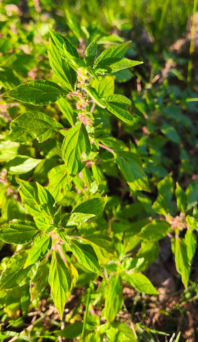 pellitory-of-the-wall