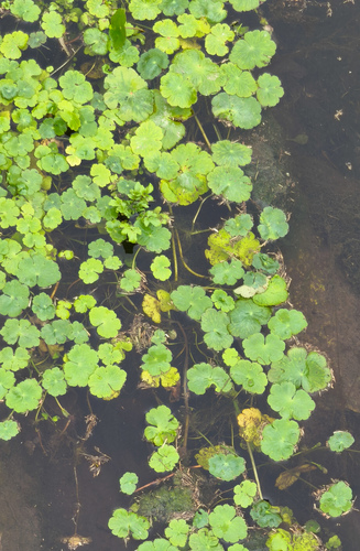 floating marsh pennywort