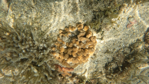 Psammocora stellata observed 2026-09-01