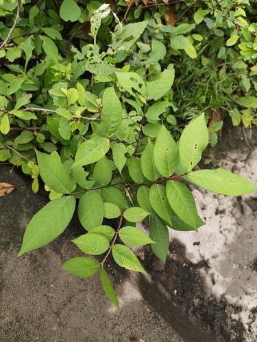 Coffee Senna