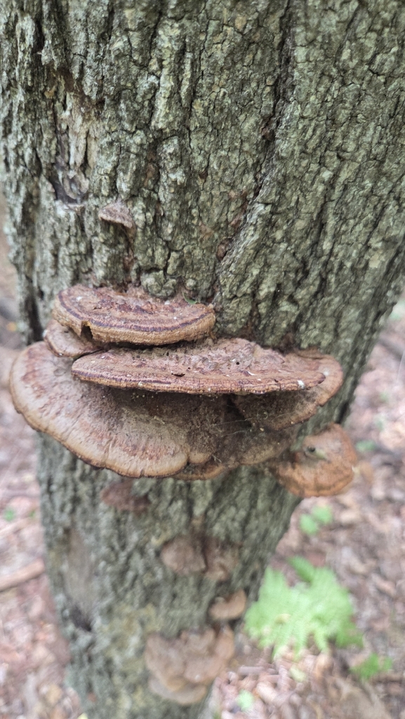Mustard Yellow Polypore · August 2026 · photo: Photo: (c) Carter Ertel, some rights reserved (CC BY) · iNaturalist