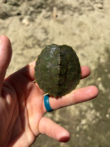 Northern Map Turtle
