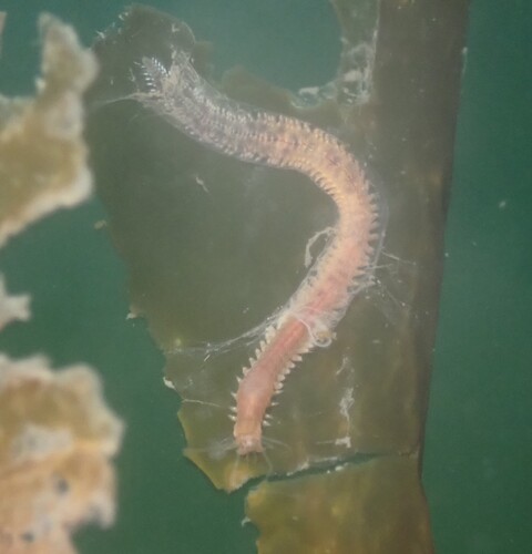 Platynereis observed 2026-09-01