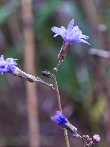 tatarian blue lettuce