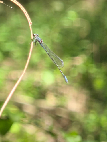Purple Bluet photo 4