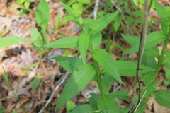 Verbesina helianthoides