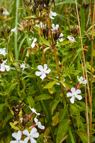 common soapwort