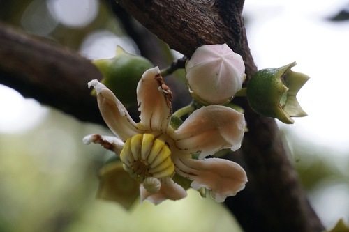 Bellucia pentamera