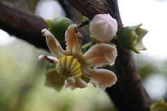 Bellucia pentamera, photograph (c) Connor Connolly-Moyls, some rights reserved (CC BY)