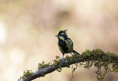 Machlolophus aplonotus