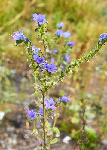 viper's-bugloss