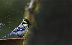 Machlolophus aplonotus