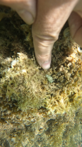 Haminoea cymbalum observed 2026-09-01
