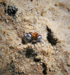 Insecta