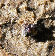 Insecta