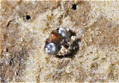 Insecta