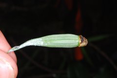 Aeranthes