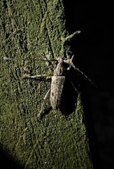 Elaphidion mucronatum