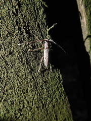 Elaphidion mucronatum