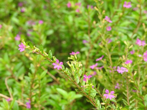 Cuphea hyssopifolia image