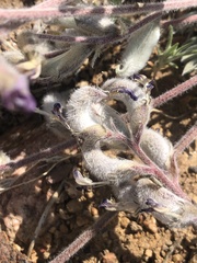 Astragalus leucolobus