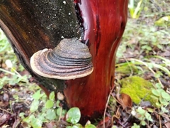 Phellinus arctostaphyli