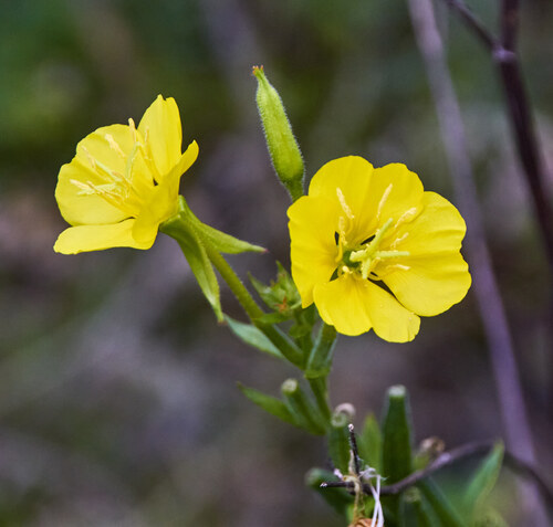 common evening-primrose