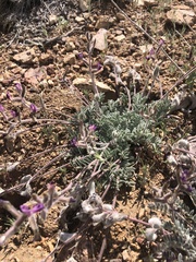 Astragalus leucolobus