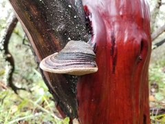 Phellinus arctostaphyli