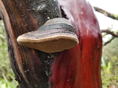 Phellinus arctostaphyli