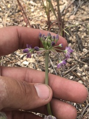 Allium campanulatum