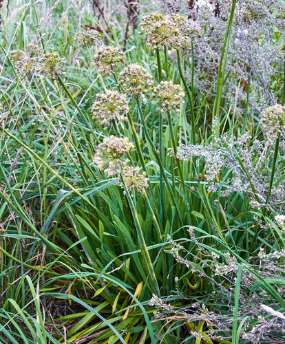 Mouse Garlic