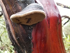 Phellinus arctostaphyli