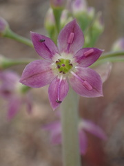 Allium campanulatum