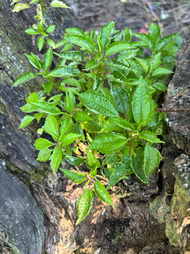 Canada clearweed