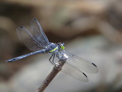 Agrionoptera longitudinalis biserialis