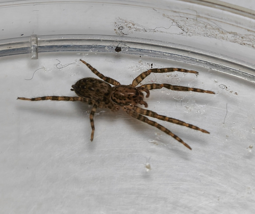 Asthenoctenus borellii