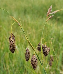 Carex atrofusca