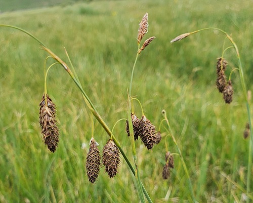 Carex atrofusca, photograph 3