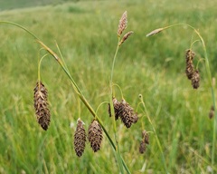 Carex atrofusca, photograph (c) Urgamal Magsar, some rights reserved (CC BY)