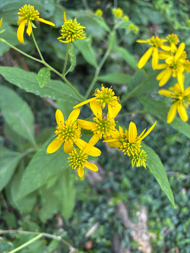 Wingstem