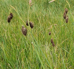Carex atrofusca, photograph (c) Urgamal Magsar, some rights reserved (CC BY)