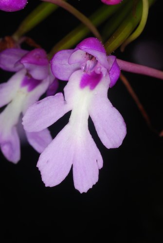 Cynorkis fastigiata