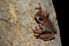 Hyperolius parallelus