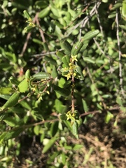 Rhamnus pilosa