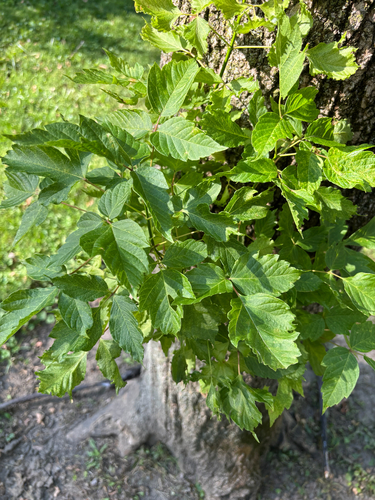box elder