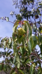 Sclerocroton melanostictus image