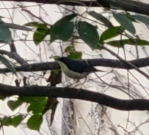 Siberian Blue Robin