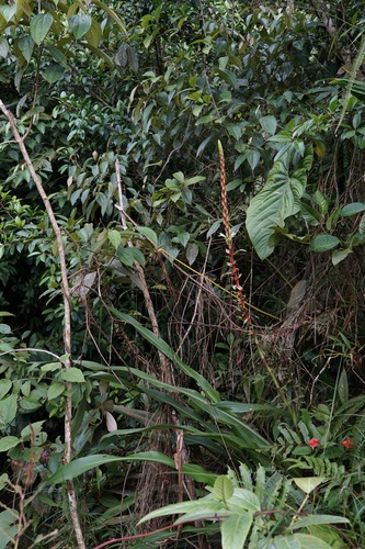 Pitcairnia maidifolia, photograph 4